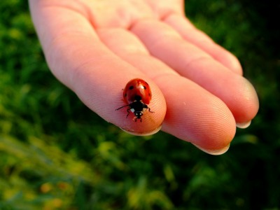Ladybird