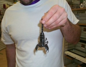 Scorpion