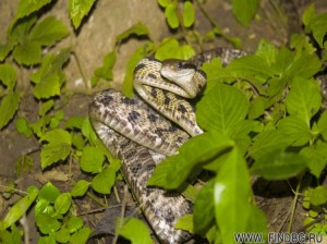 Snake