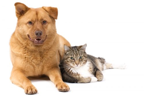 Dog-And-Cat