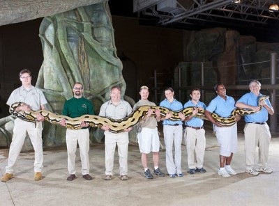 Snake