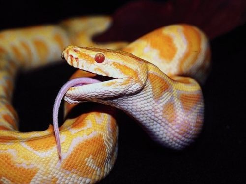 Snake
