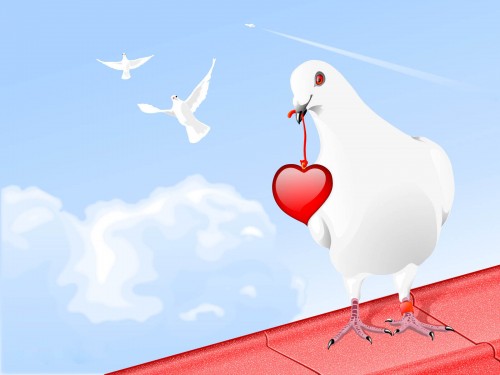 Dove