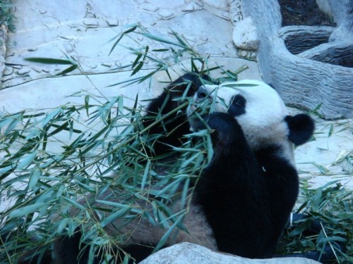 Panda