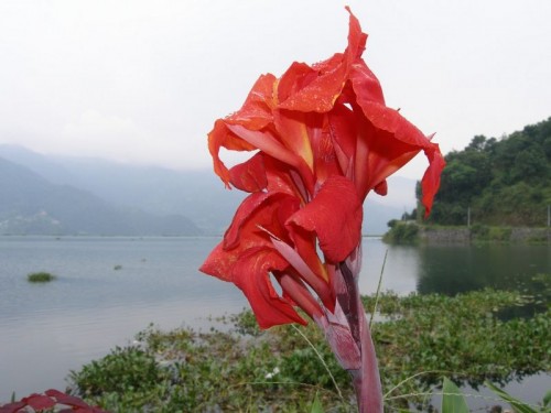 Flower