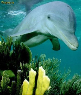 Dolphin