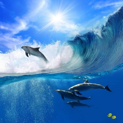 Dolphins