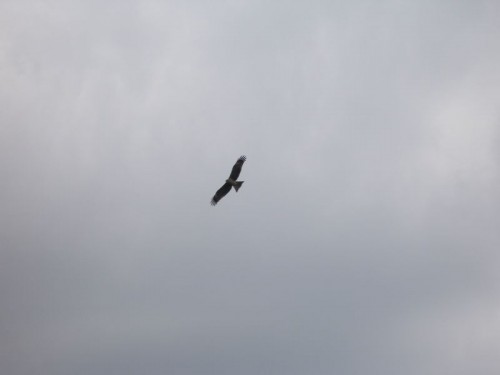 Eagle