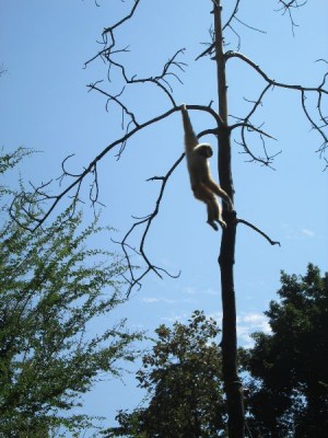 Gibbon