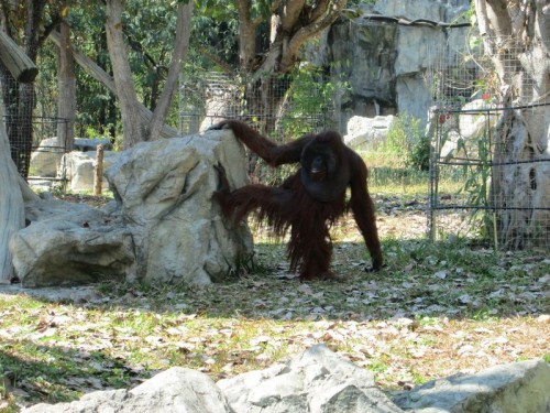 Orangutang