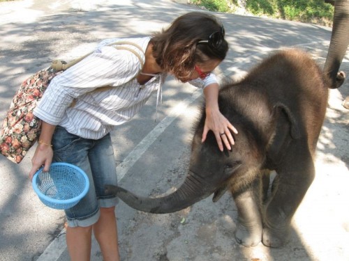 Elefant