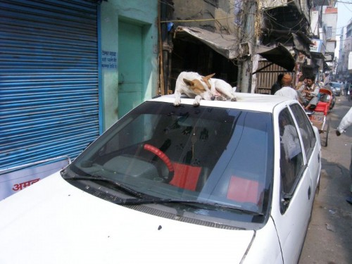 DogMainBazar
