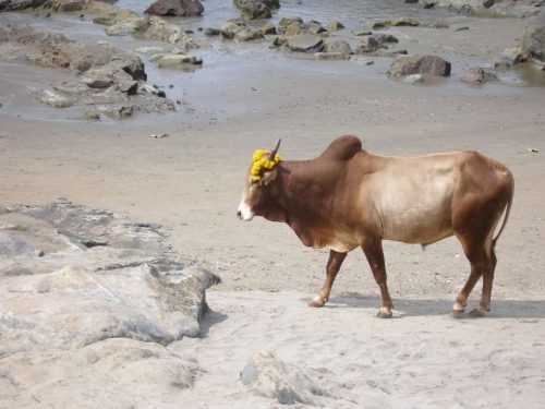 Bull-Goa
