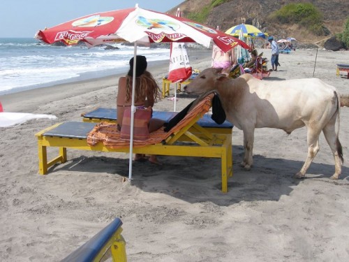 Cows