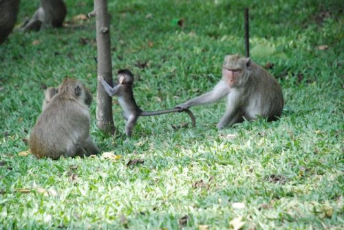 Monkey