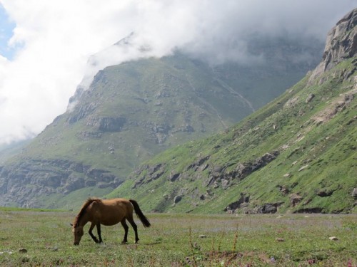Himalaya Horse