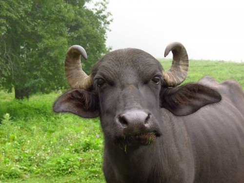 Bull