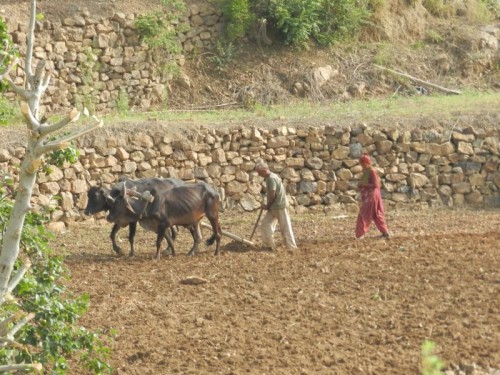 Cow