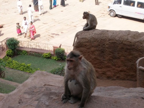  Monkey