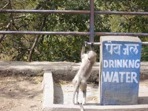 Monkey_Ellora