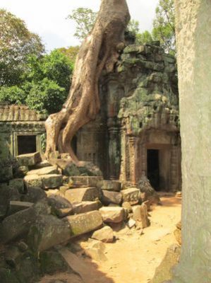 angkor_derevo