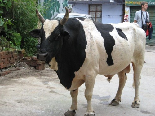 Cow