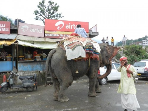 Elefant