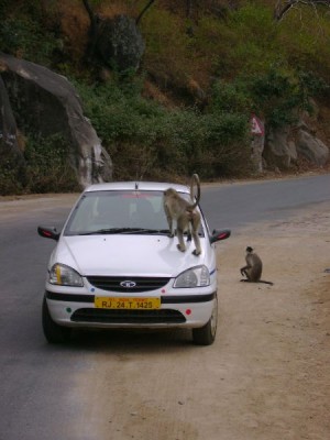 Monkey_India