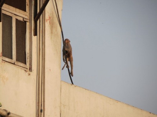 Monkey_Hotel