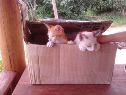 Cats