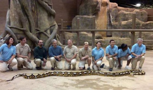Python