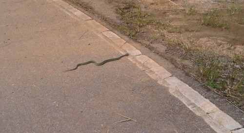Snake