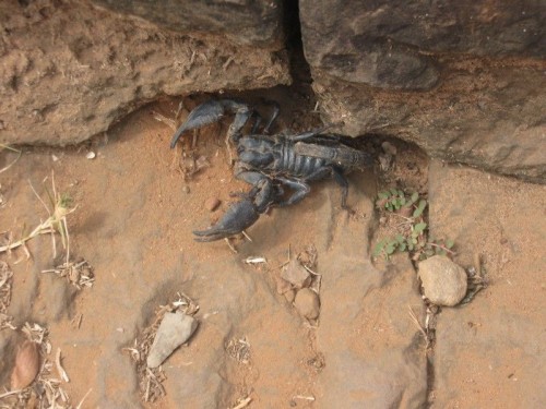 Scorpion