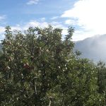 Гималайские яблоки