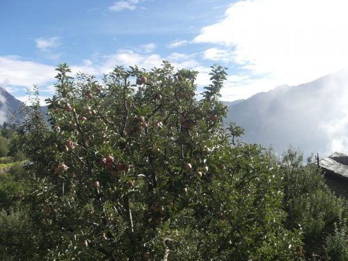 Apple_Garden