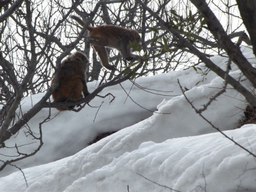 Monkey_Kalpa