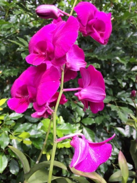 Singapur_Botanic_Garden