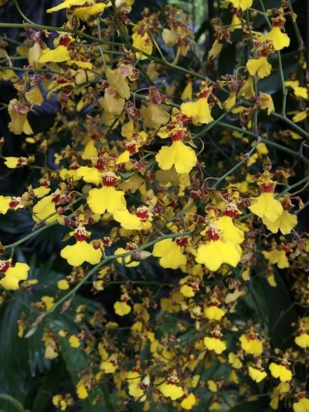Singapur_Botanic_Garden