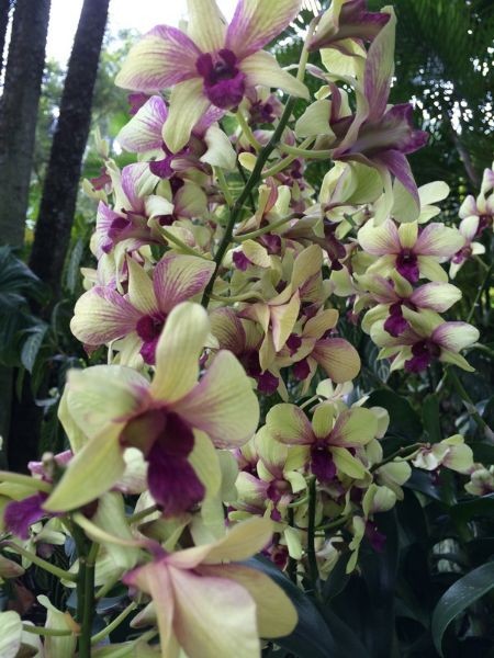Singapur_Botanic_Garden