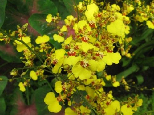 Singapur_Botanic_Garden