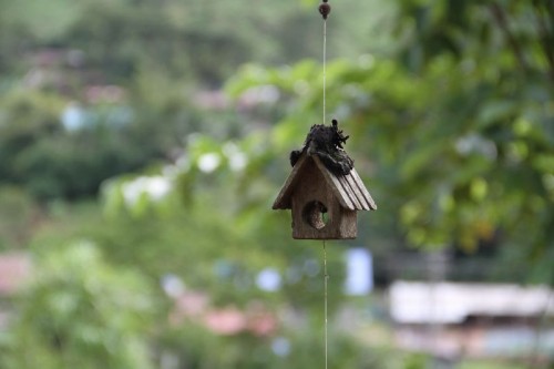 Birds_House