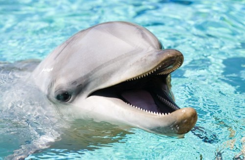 dolphins