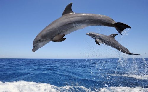 dolphins