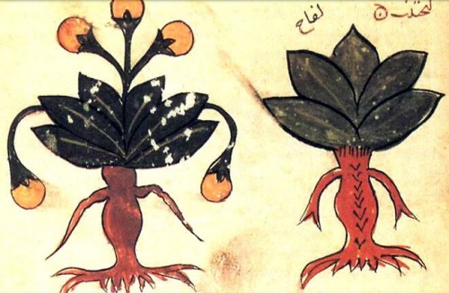 Mandragora