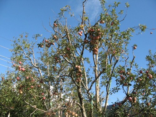 Apple_Kullu