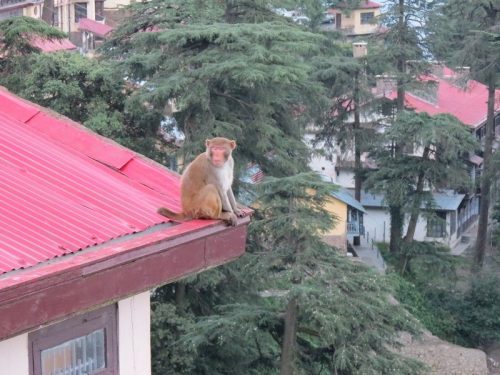 Shimla