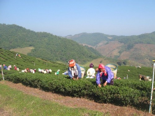 Tea_Plantation_Akha