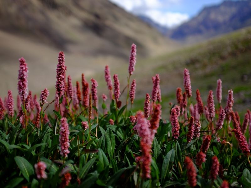 Pin_Valley