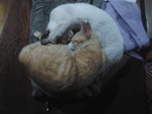 Cats