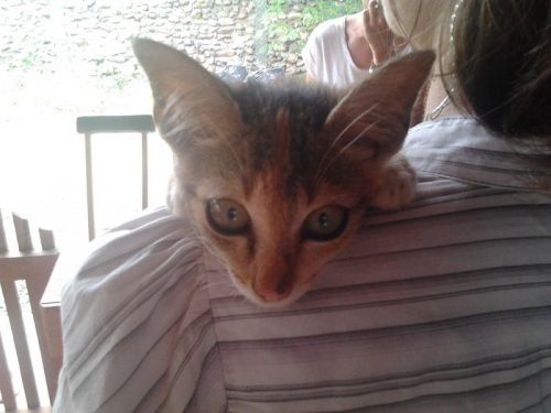 Cat